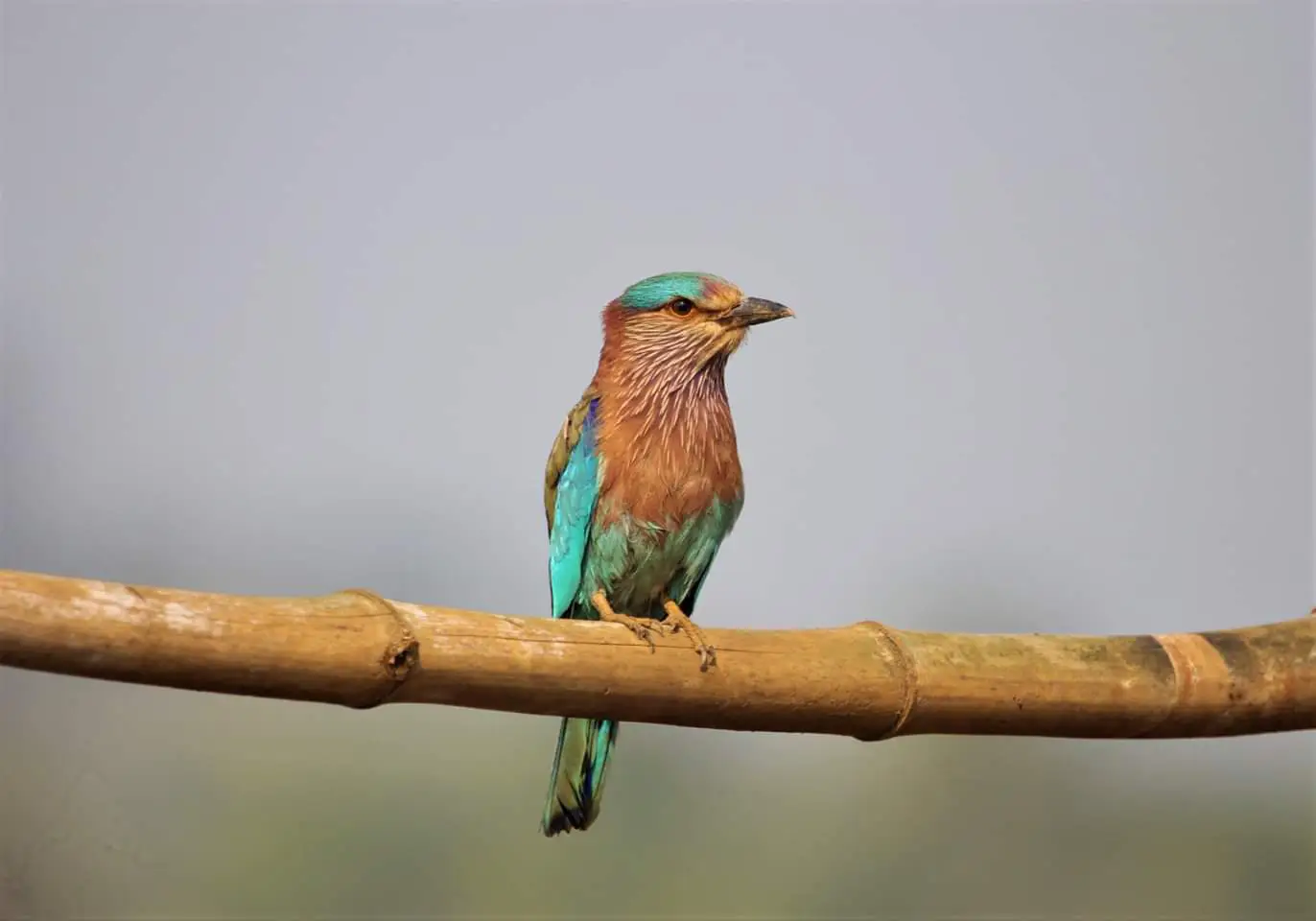 BIRD PHOTOGRAPHY Birdfestival