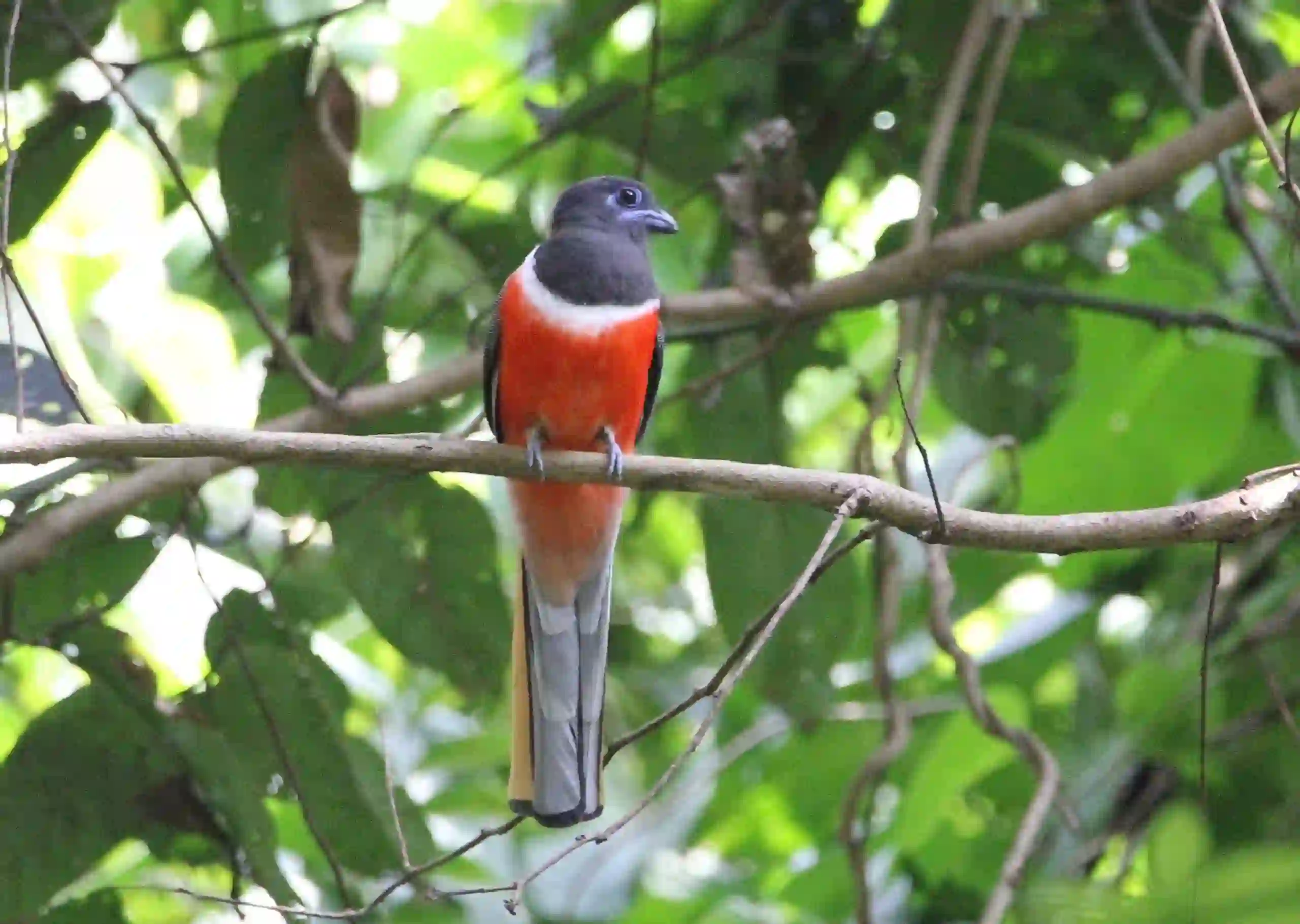 Malabar Trogon