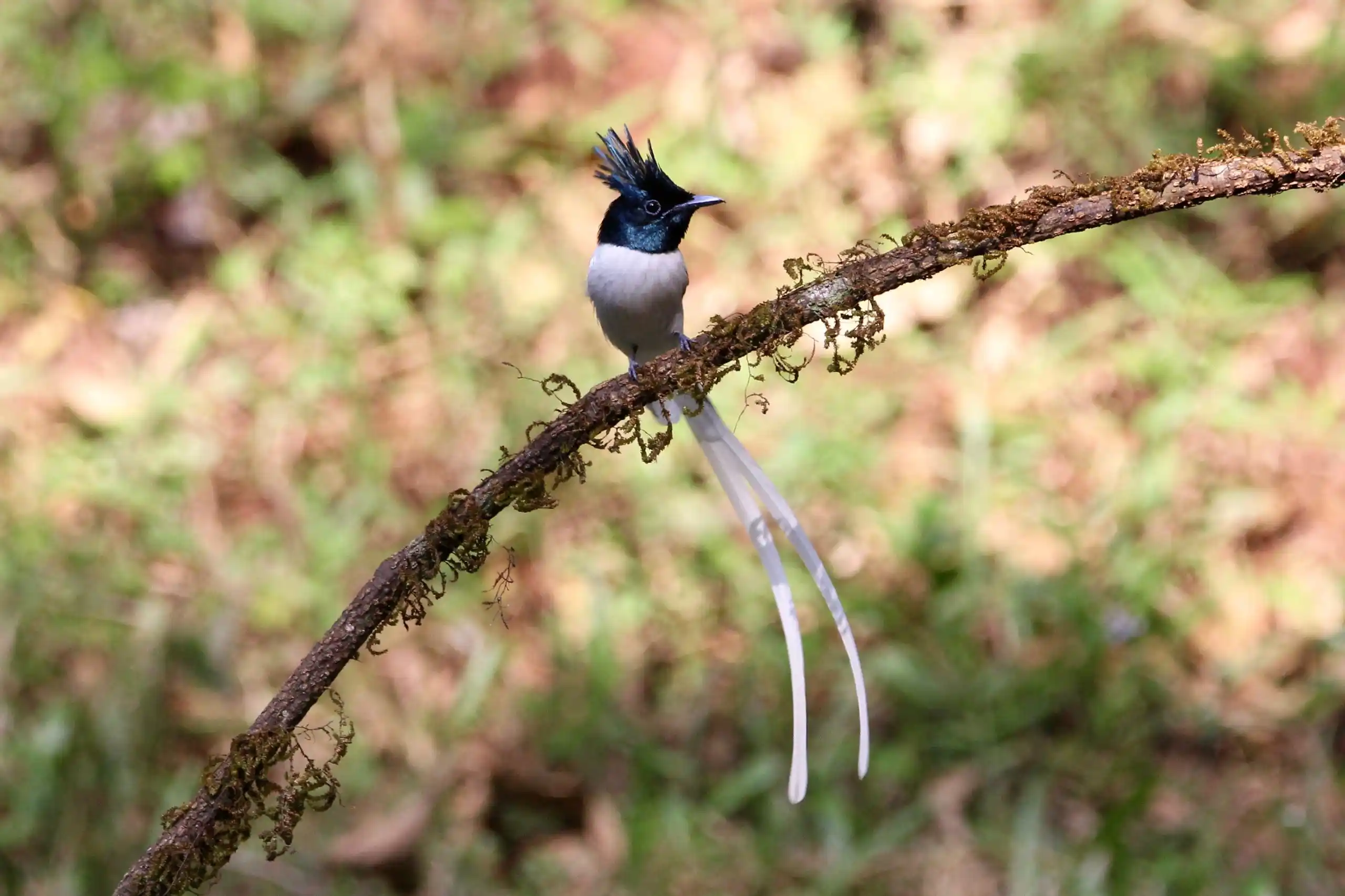 Paradise Flycatcher